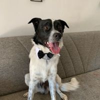 Il mio amico a 4 zampe ha ritirato il suo abito - 1