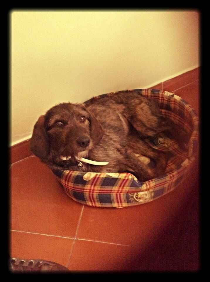 Vivere anche con un amico a quattro zampe... - 2