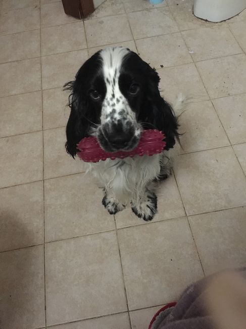 Vivere anche con un amico a quattro zampe... - 1