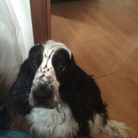 Ecco a voi i miei amori.. - 1