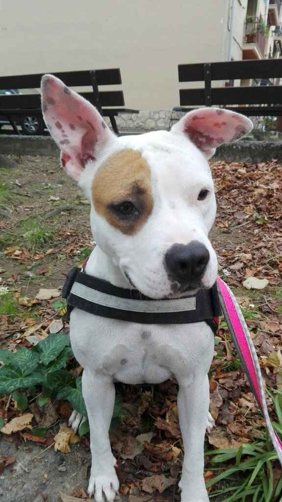 I nostri amici a 4 zampe - 1