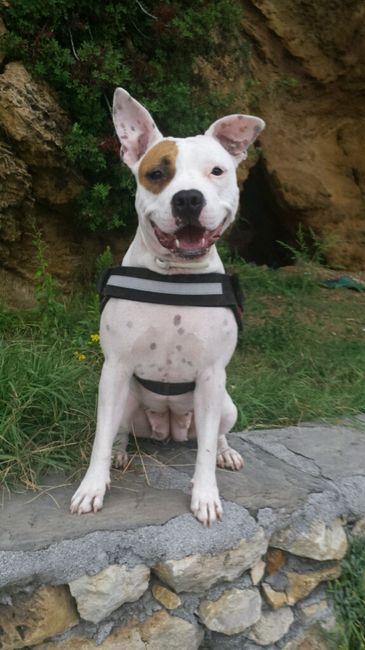 Oggi è arrivato il nostro bimbo peloso! - 1