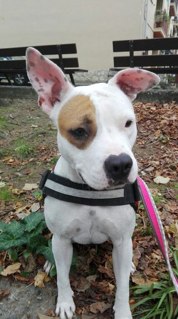 I nostri amici a 4 zampe - 1