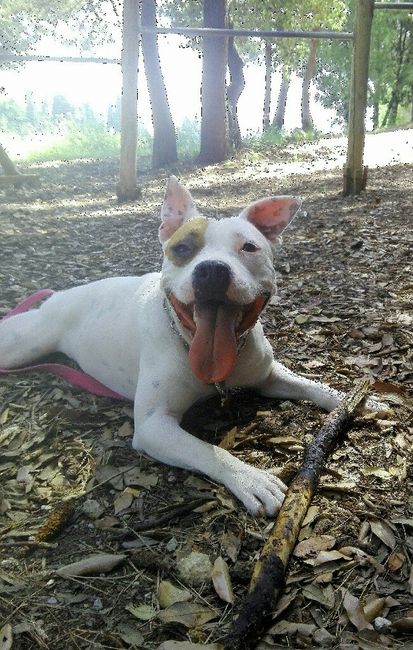 Prenderete un animale domestico? Quale? - 1