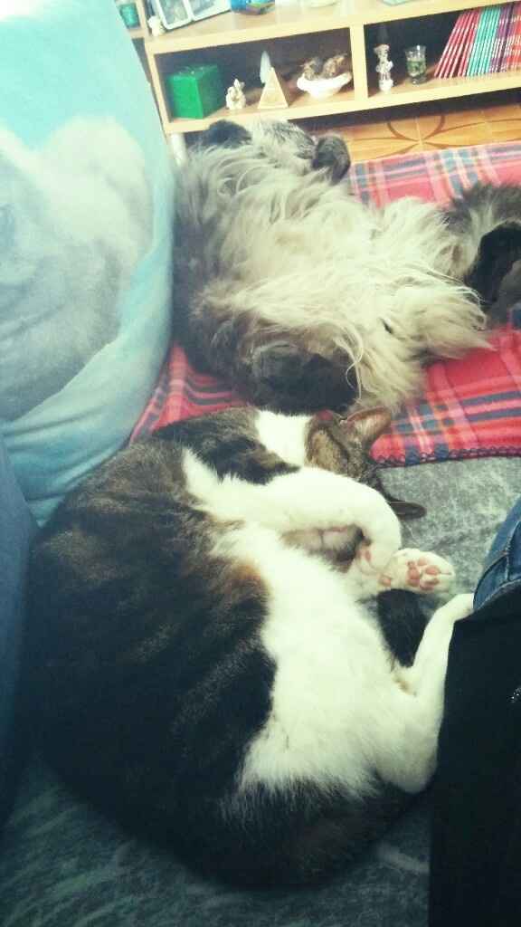 Se non ci fossero loro... - 1