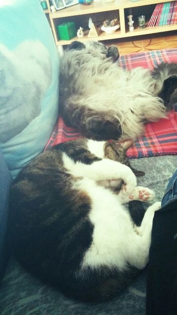 Se non ci fossero loro... - 1