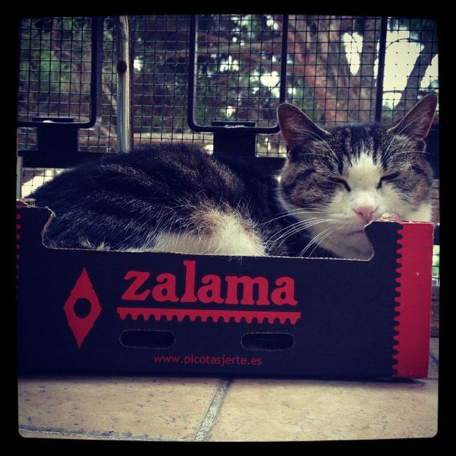 Se non ci fossero loro... - 3