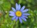 aster blu