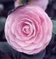 Camelia