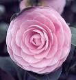 Camelia
