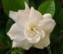 Gardenia