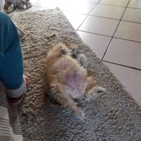 Noi e i nostri amici 4 zampe - 3