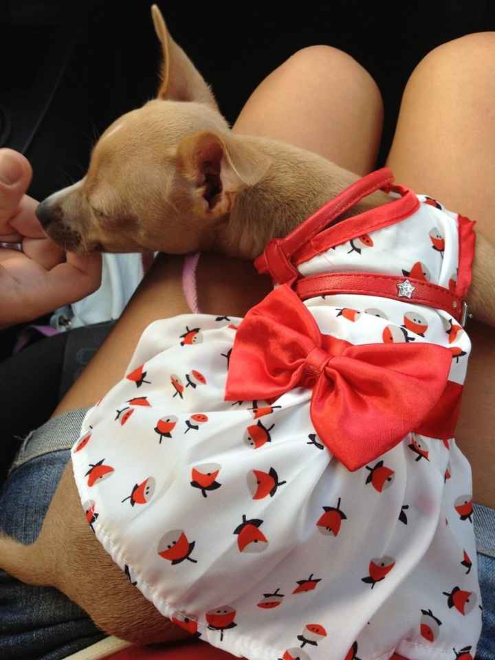 I nostri amici animali.. - 1