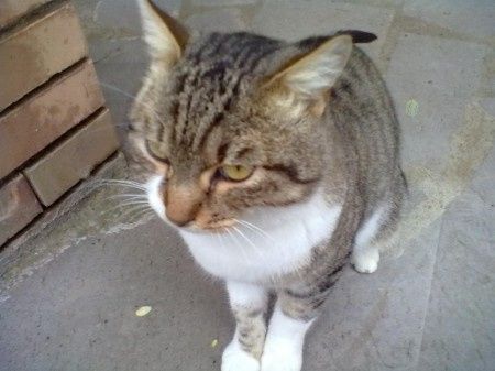 Le foto dei vostri animali - 2