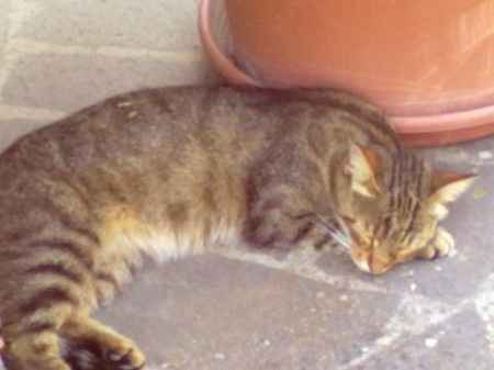 Le foto dei vostri animali - 3