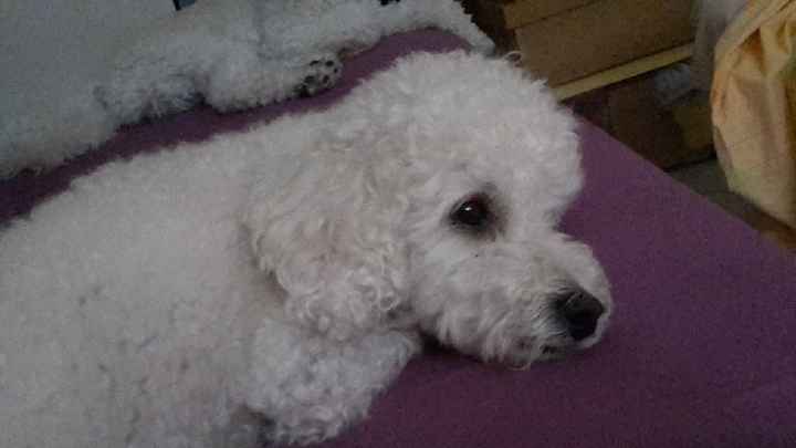 I nostri animali ♥️ - 2