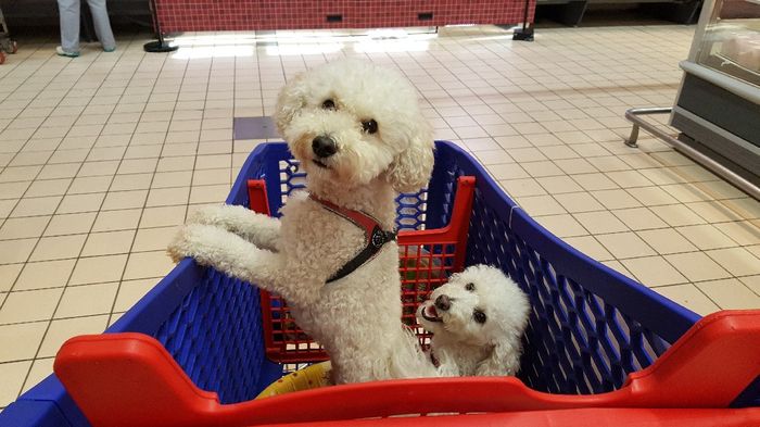 I nostri animali ♥️ - 4