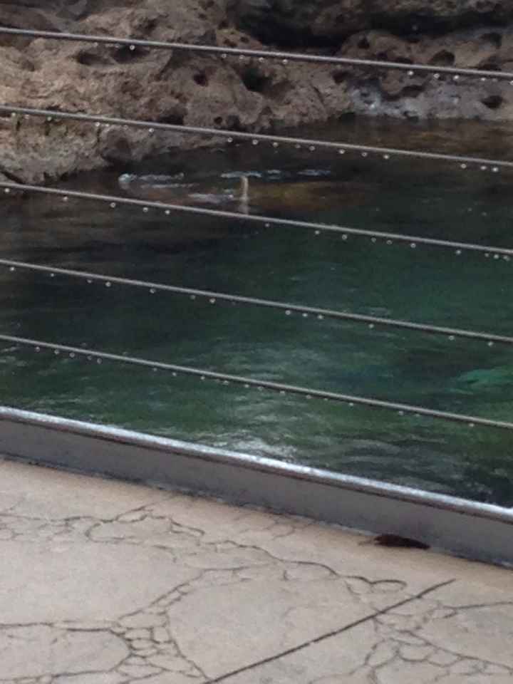 E dopo le bahamas seconda tappa a orlando.... - 2