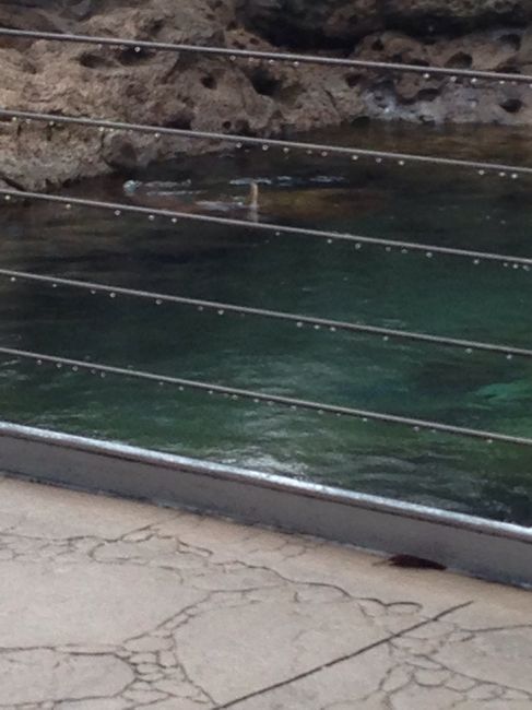 E dopo le bahamas seconda tappa a orlando.... - 2