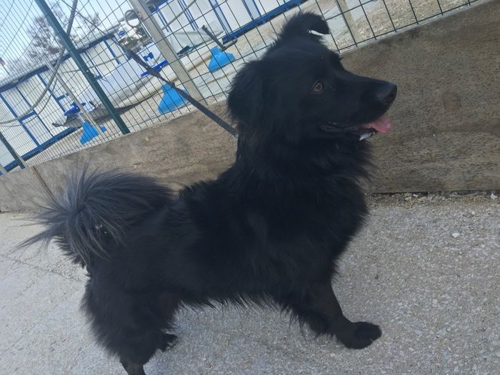 Pelosi e matrimonio - 1