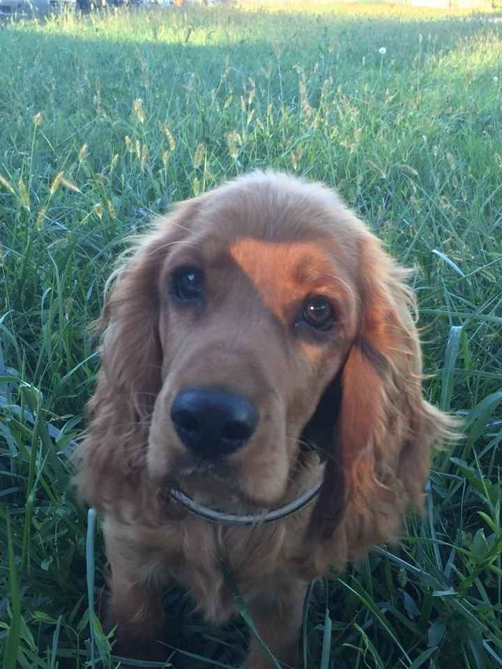 Animali domestici - 1