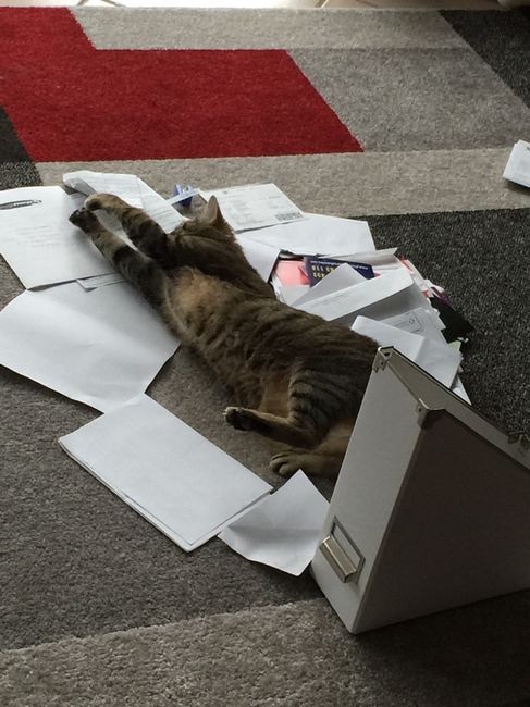 Animali domestici - 2