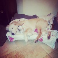 I nostri amici animali.. - 1