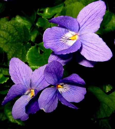 Fiori di questo bouquet - 1