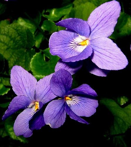 Fiori di questo bouquet - 1