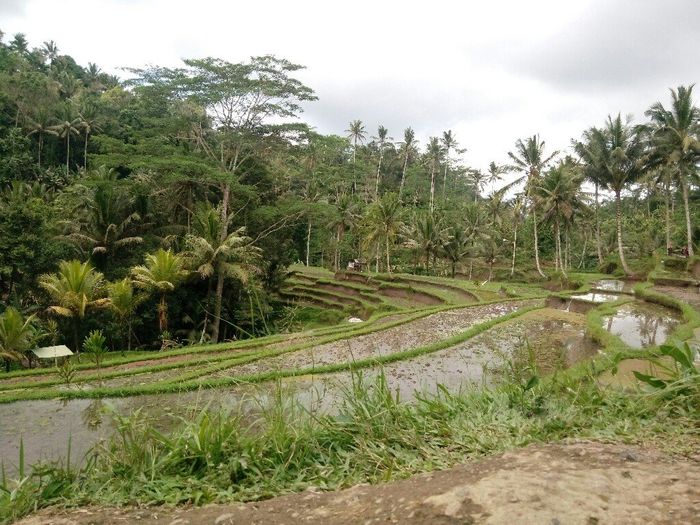 Tornati dall' indonesia... - 4