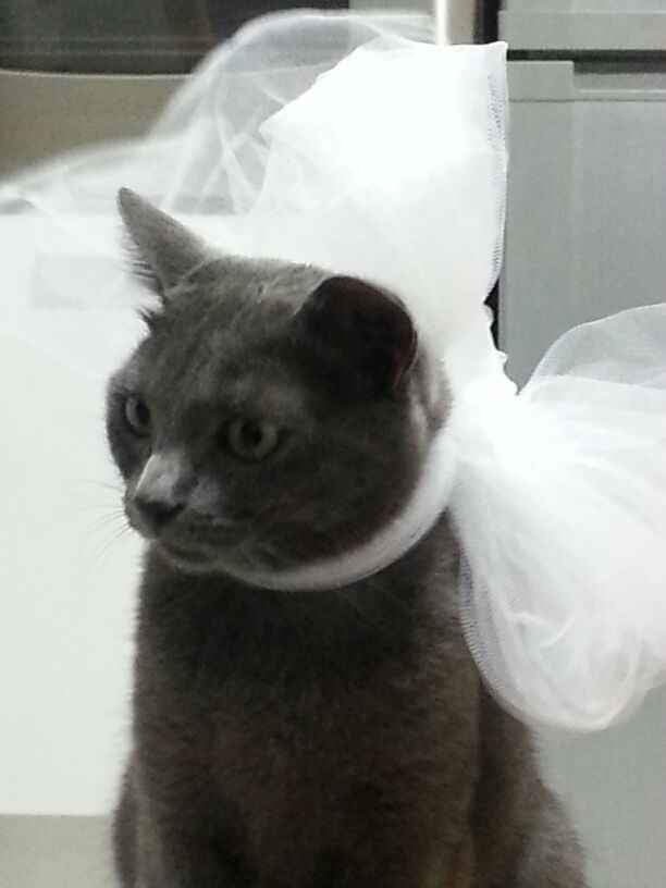 Cuccioli vestiti a festa! - 1