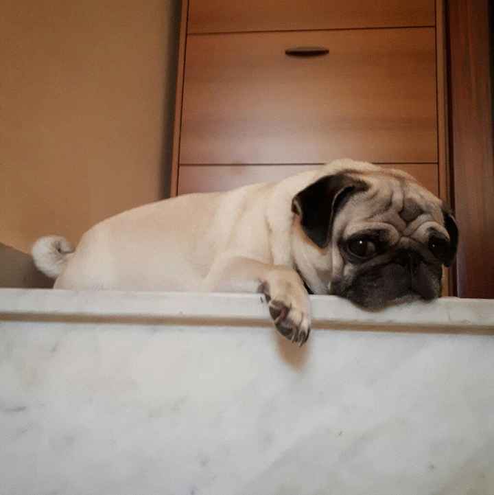 Cane al matrimonio? - 1