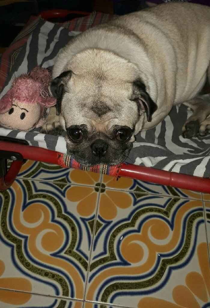  Portafedi a 4 zampe - 1