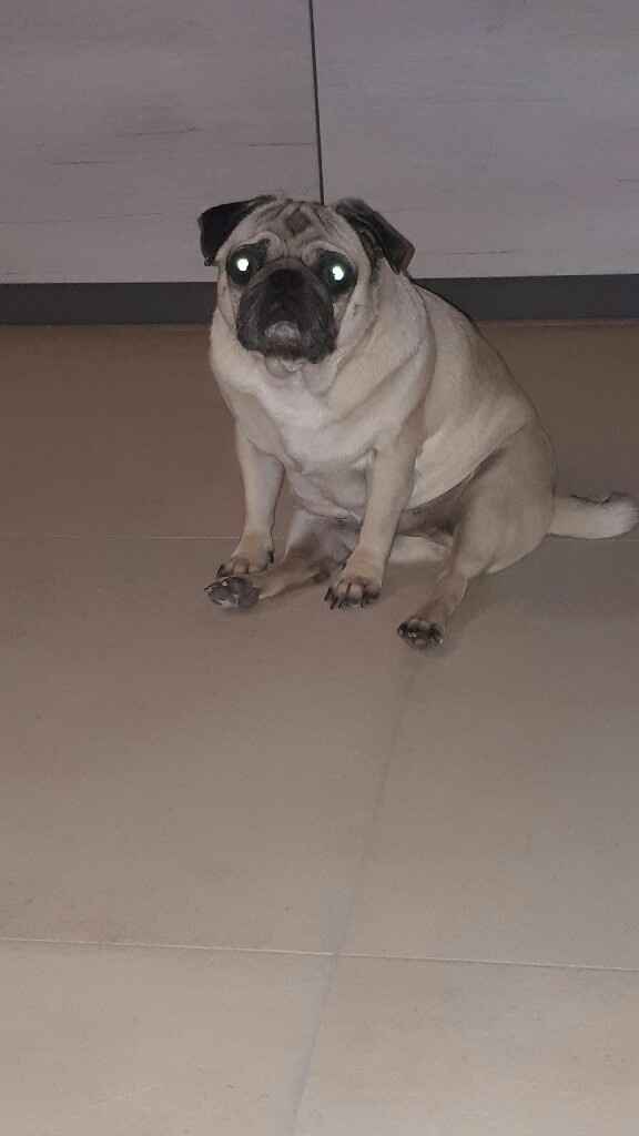  Viaggio di nozze e amici a 4 zampe! - 1