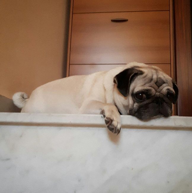 Cane al matrimonio? - 1