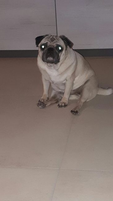  Viaggio di nozze e amici a 4 zampe! - 1