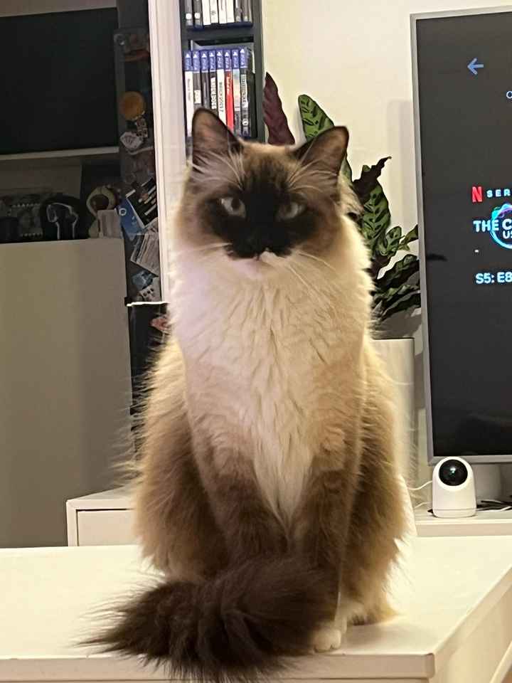 Animali domestici 🐕 🐱 - 1