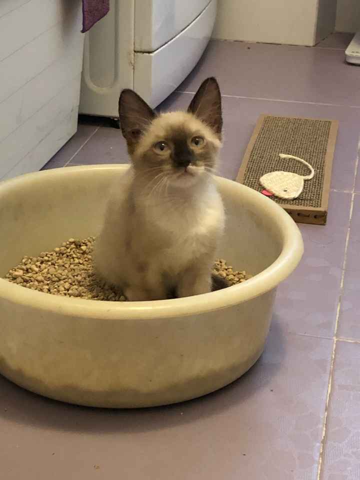 Animali domestici 🐕 🐱 - 1