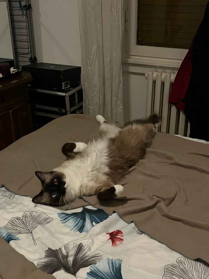 Animali domestici 🐕 🐱 - 1