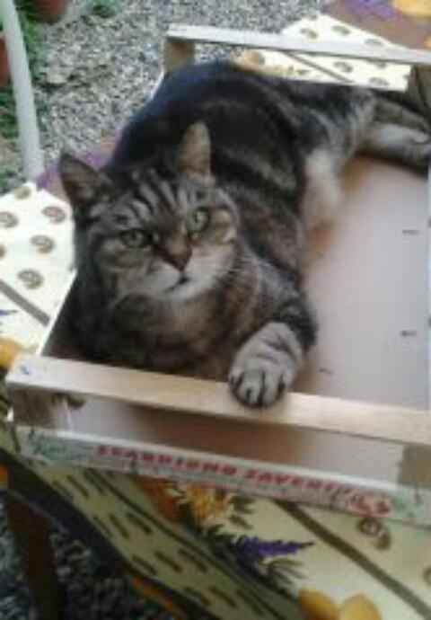 Too cute: i vostri amici animali - 1