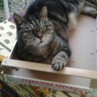 Too cute: i vostri amici animali - 1