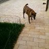 Ilenia