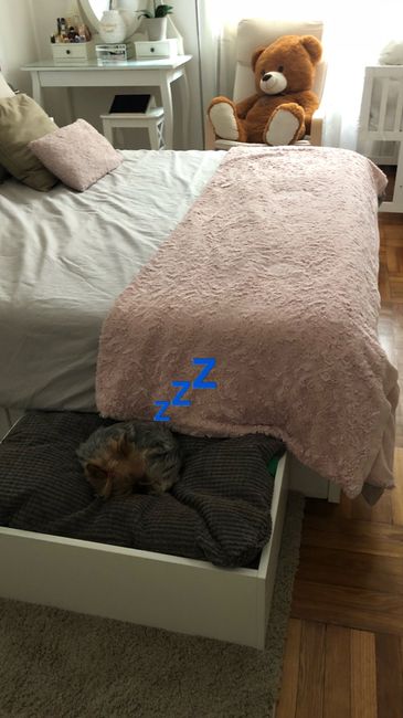Convivenze pelose!🐶🐱🐹🐰 - 3