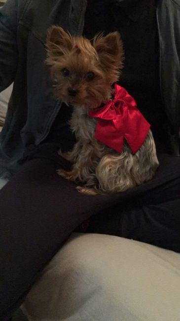 la mia cagnolina Portera' le fedi - 1