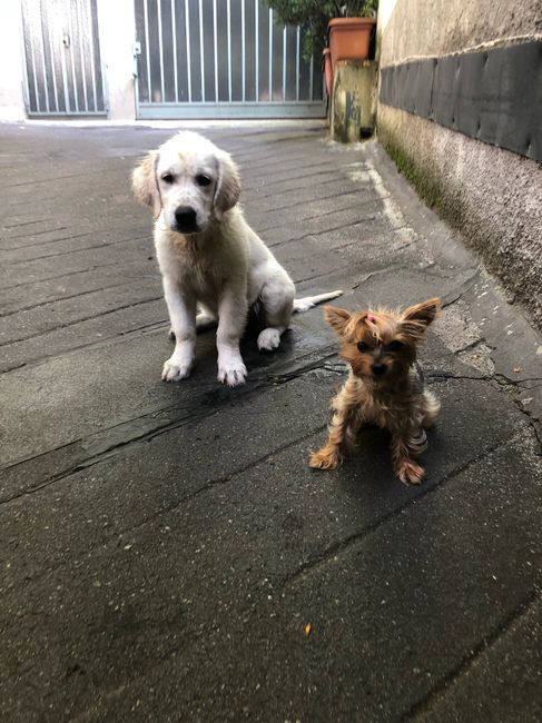 i nostri cuccioli😍 - 1