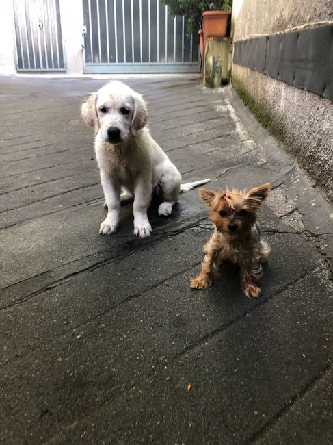 Bimbo peloso😍🐶 - 2