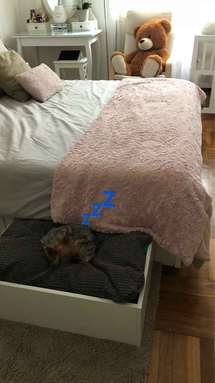 Convivenze pelose!🐶🐱🐹🐰 - 3