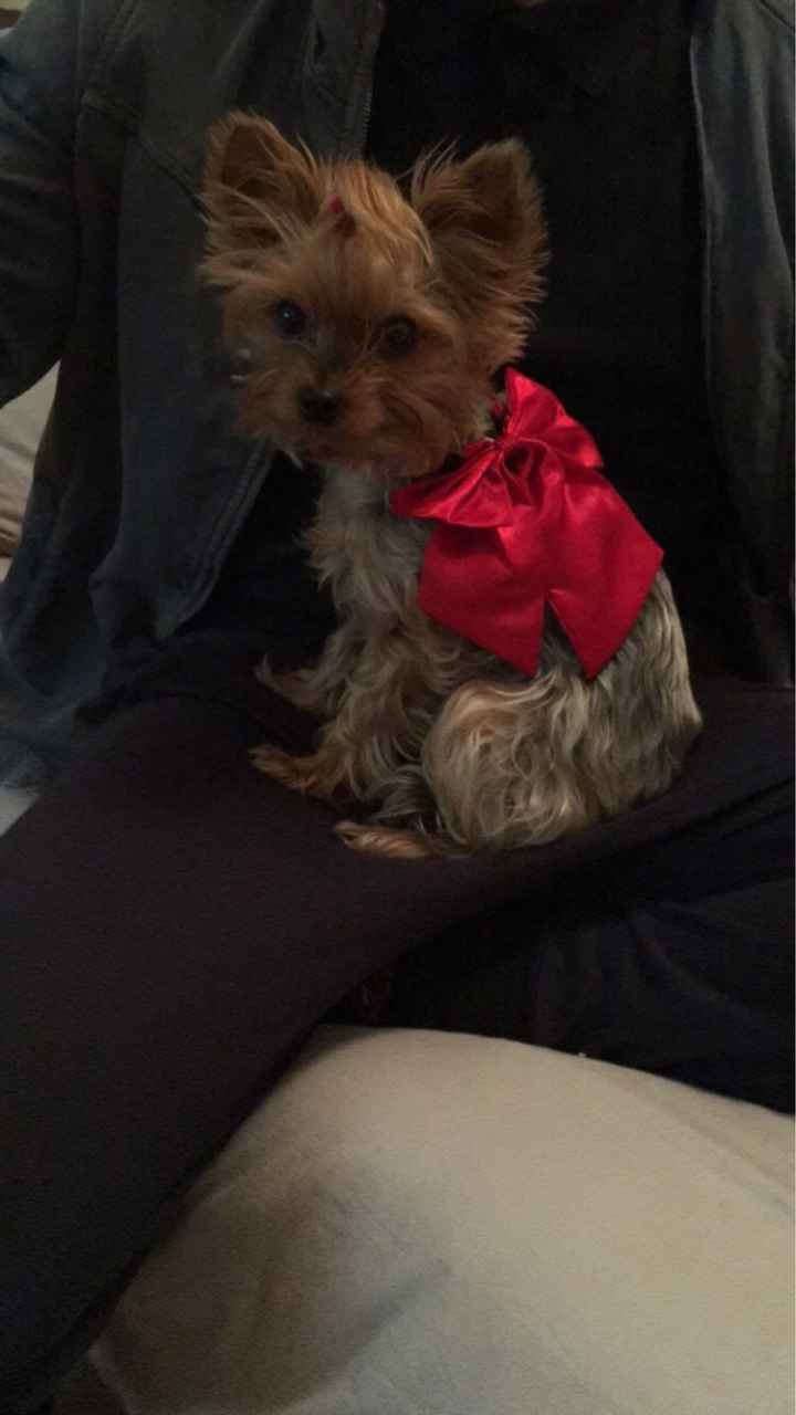 Bimbo peloso😍🐶 - 1