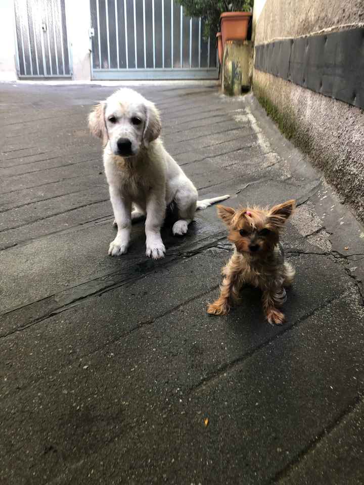Bimbo peloso😍🐶 - 2