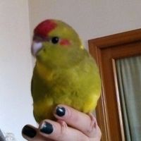 Vivere anche con un amico a quattro zampe... - 1